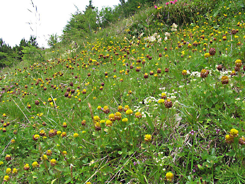 Trifolium badium Schreber / Trifoglio bruno